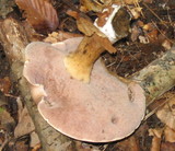 Tylopilus rubrobrunneus image