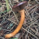 Chroogomphus vinicolor image