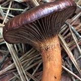 Chroogomphus vinicolor image