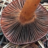 Chroogomphus vinicolor image