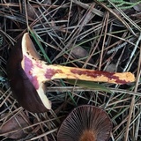 Chroogomphus vinicolor image