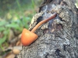 Mycena californiensis image