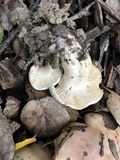 Hygrophorus roseobrunneus image