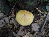 Cortinarius luteus image