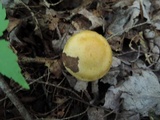 Cortinarius luteus image