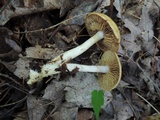 Cortinarius luteus image