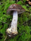 Cortinarius fuligineofolius image