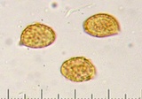 Cortinarius fuligineofolius image