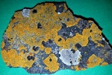 Caloplaca impolita image