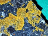 Caloplaca impolita image