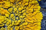 Caloplaca impolita image