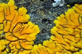 Caloplaca impolita image