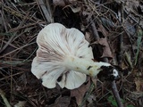 Lactarius pallescens image
