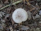 Lactarius pallescens image