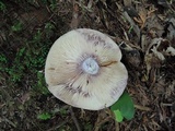 Lactarius pallescens image