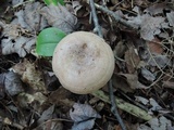 Lactarius pallescens image