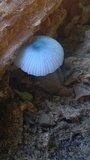 Mycena interrupta image