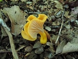 Cantharellus ignicolor image