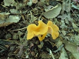 Cantharellus ignicolor image