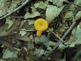 Cantharellus ignicolor image