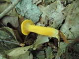 Cantharellus ignicolor image