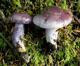Cortinarius cylindripes image