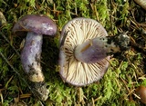 Cortinarius cylindripes image