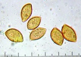 Cortinarius cylindripes image