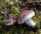 Cortinarius cylindripes image