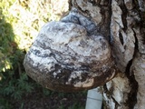 Fomes inzengae image