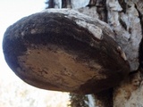Fomes inzengae image