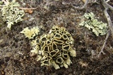 Rhizoplaca melanophthalma image