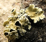 Rhizoplaca melanophthalma image