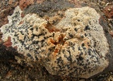 Lecidea tessellata image