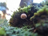 Mycena corticola image