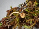Galerina nigripes image