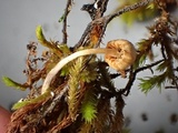 Galerina nigripes image