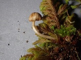 Galerina nigripes image