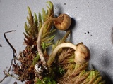 Galerina nigripes image