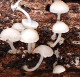 Mycena galericulata image