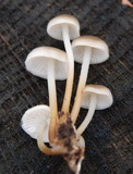 Mycena galericulata image
