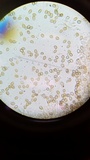 Melanotus horizontalis image