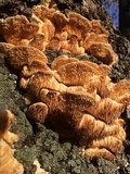Sarcodontia pachyodon image