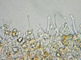 Galerina nigripes image