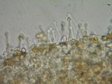 Galerina nigripes image
