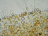 Galerina nigripes image