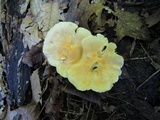 Hygrophorus lucorum image