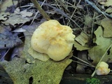 Hygrophorus lucorum image