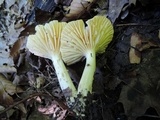 Hygrophorus lucorum image