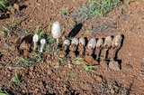 Podaxis pistillaris image